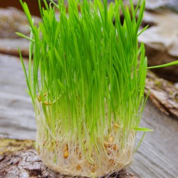 Graines germées dans du tissu